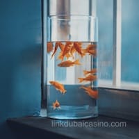 Ảnh đại diện người chơi Mai Xuân Trang tại Dubai Casino Online